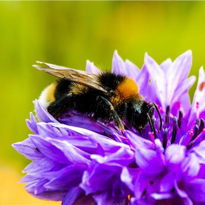 Buy Pro Flora 15 - Pollinator