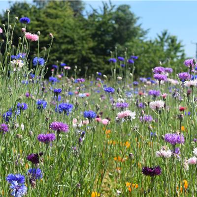 Buy Floral Carpet Colour Boost