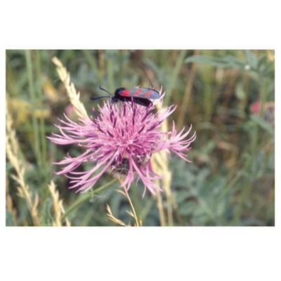 Buy Pro Flora 11  - For woodland and shaded areas