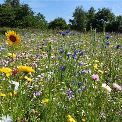 Buy Honey Bee & Butterfly Colour Boost