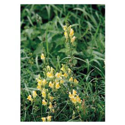 Buy Pro Flora 2 - Acid Soils