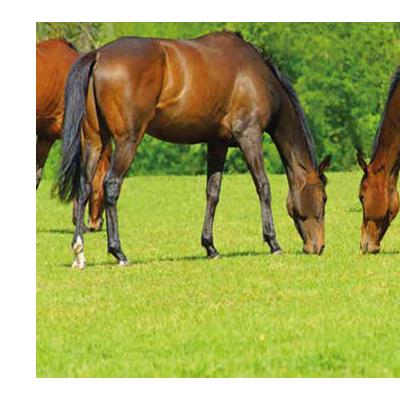 Buy Horse Max Paddock Grass Seed 10kg 